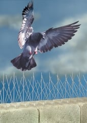 A pigeon avoiding pigeon spikes on a ledge.