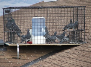 A number of pigeons in a cage on a roof.