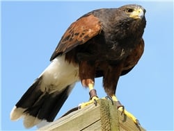 A bird of prey perching on a wooden stump.