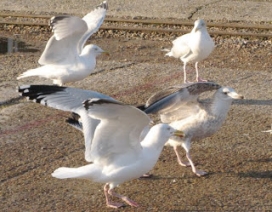 A number of seagulls standing on the ground.