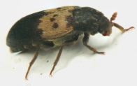 Larder Beetle picture