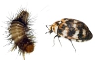 Carpet Beetle Pic
