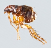 A flea under the microscope
