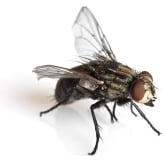 picture of a house fly