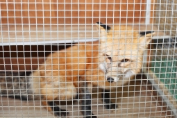 A fox trapped in a cage at the bottom of a garden.