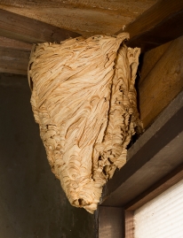 A hornets nest in a loft.