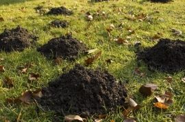 Mole ruining garden