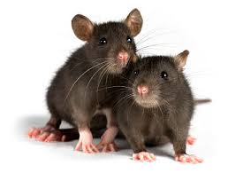 Two rats against a white background.