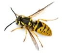 wasp types in the uk